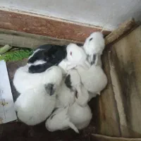 بچه خرگوش شماره تلفن