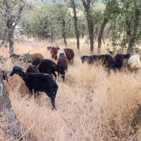 کاور