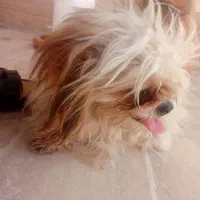 توله سگ پاکوتاه
