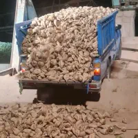 چغندر چقندر قند