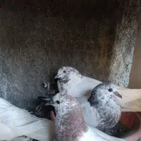 200عددجوجه پرشی به شرت پرش ساعت