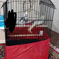 عروس هلندی