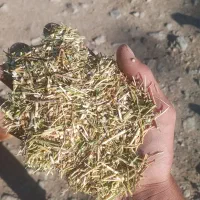 کاه گشنیز دستگاه بوجاری