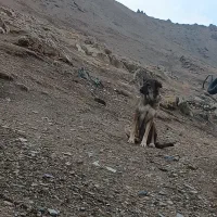 ماده گله ای