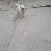 سگ اشتپیز|سگ|دورود, |دیوار