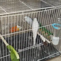 یک جفت مرغ عشق انگلیسی بلند چشم اخموماده سفیدبلند