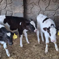 ۳ راس گوساله نر صنعتی ۵۰ روزه|حیوانات مزرعه|اصفهان, بهارستان|دیوار