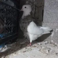 طوقی نر الماسی خال سیاه اجری همه چی تو عکس مشخص|پرنده|دره شهر, |دیوار