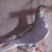 کلاغ زردوساده سیا نر|پرنده|کاشمر, |دیوار