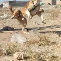 واگذاری سگ خراسانی نگهبان و گله|سگ|مشهد, گلبرگ شمالی|دیوار