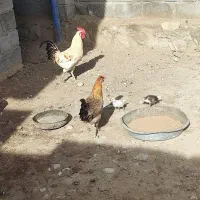 مرغ 10عدد و خروس 2عدد|حیوانات مزرعه|مهر, |دیوار