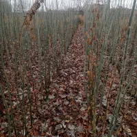 نهال خاص|خدمات باغبانی و درختکاری|فیروزآباد (لرستان), |دیوار