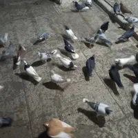 فروش کبوتر|پرنده|وحیدیه, |دیوار