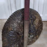 فسیل آمونیت