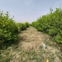زمین-برای-باغ-وخونه-باغ