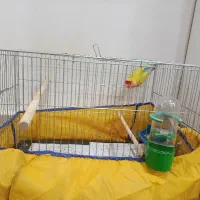 طوطی برزیلی