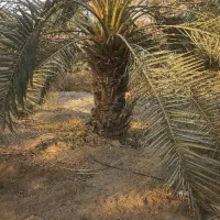 فروش درخت نخل|خدمات باغبانی و درختکاری|رودان, |دیوار