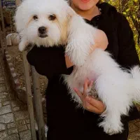 توله سگ شیتزو نژاد اصیل