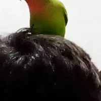 طوطی برزیلی رام|پرنده|مریوان, |دیوار