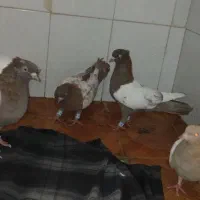 کبوتر کفتر|پرنده|نیشابور, کوی یغما|دیوار