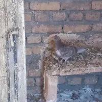 کبوتر تهرانی|پرنده|فیروزآباد, |دیوار