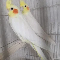 عروس هلندی طوطی کوتوله برزیلی دستی نر ماده جفت|پرنده|مشهد, کاظم آباد|دیوار