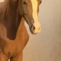 کره اسب عرب اصیل|اسب و تجهیزات اسب‌سواری|اصفهان, جلفا|دیوار