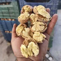 فروش و عرضه مستقیم گردوی اعلا|خوردنی و آشامیدنی|تهران, پرستار|دیوار