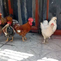 ۶ تا خروس و مرغ و بوقلمون و بلدرچین