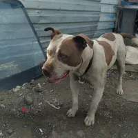 پیت بول گم شده