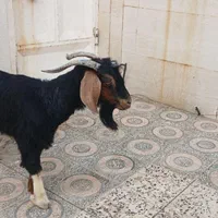 بز فروشی|حیوانات مزرعه|دهلران, |دیوار