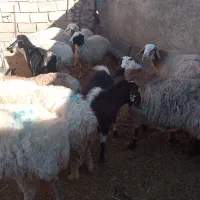 میش آبستن|حیوانات مزرعه|سده (خراسان جنوبی), |دیوار