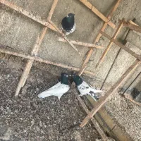 کبوتر|پرنده|تاکستان, |دیوار