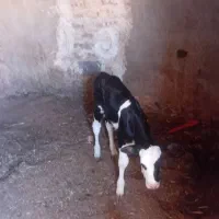 تلیسه شکم اول