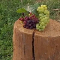 سرکه و ابغوره|خوردنی و آشامیدنی|تهران, تختی|دیوار