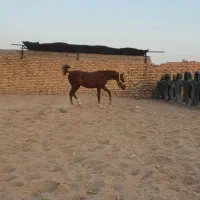 اسب کرد نوه شورش شریف|اسب و تجهیزات اسبسواری|سیرجان, |دیوار