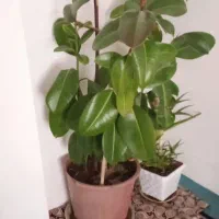 گل زیبا|گل و گیاه طبیعی|کلاترزان, |دیوار