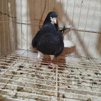 جوجه خوشرنگ