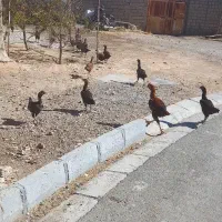 فروش مرغو خروس لاری