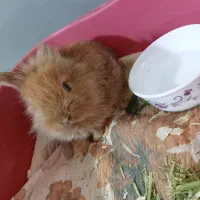خرگوش لوپ نر دو ماهه معاوضه