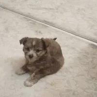 توله 3ماهه پامر اشپتیز کاملا باهوش شیطون