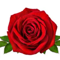 سرویس مدارس