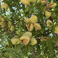 نهال بادام پوست نرم با مغزباکیفیت