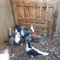 ۱۰عددکفتررنگی