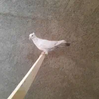 کبوتر ماده. دمبی|پرنده|فسا, |دیوار