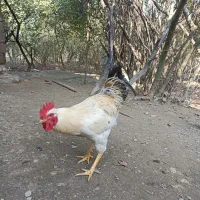 خروس محلی|حیوانات مزرعه|فومن, |دیوار