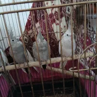 جوجه عروس  هلندی  آلبینو