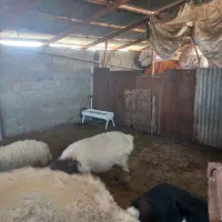 گوسفند زنده قصابی و نذری موجود میباشد|حیوانات مزرعه|فومن, |دیوار