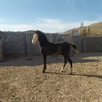 کره مادیان کوهستان جعفری