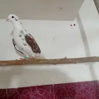 کبوتر|پرنده|اردبیل, |دیوار